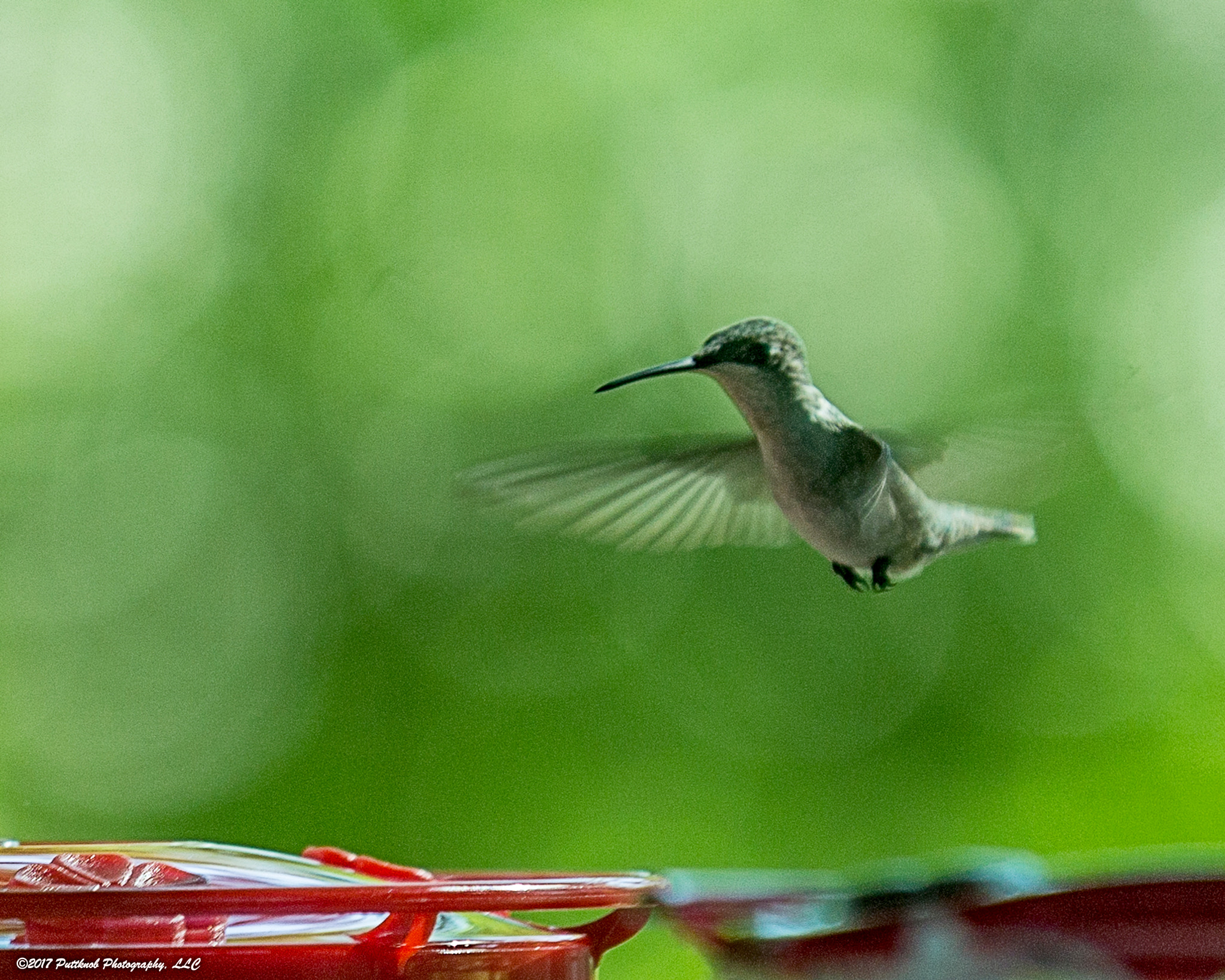 Canon EOS 1100D (EOS Rebel T3 / EOS Kiss X50) sample photo. Hummingbirds return 2 photography