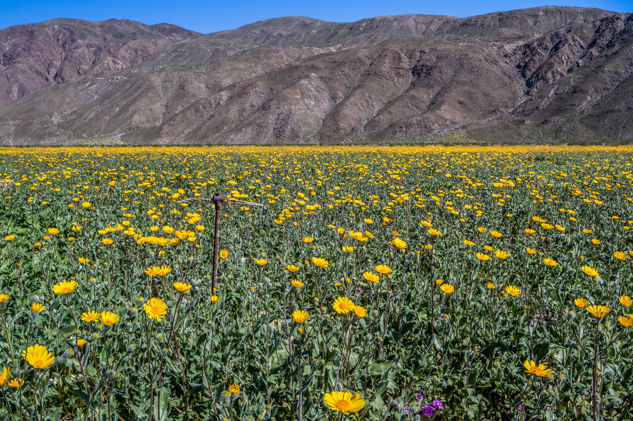 Canon EOS M3 sample photo. Desert flowers photography