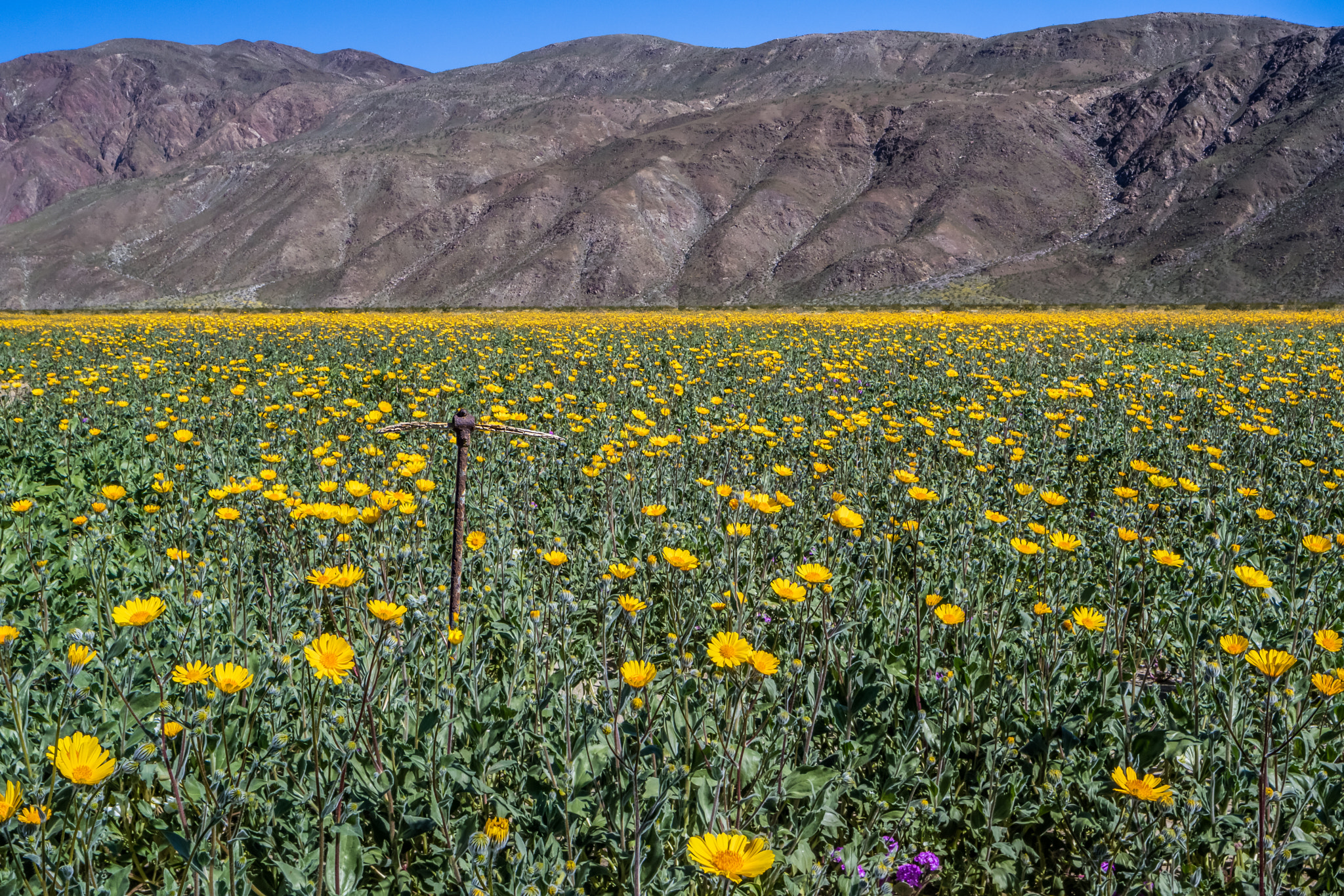 Canon TS-E 24.0mm f/3.5 L II sample photo. Desert flowers photography