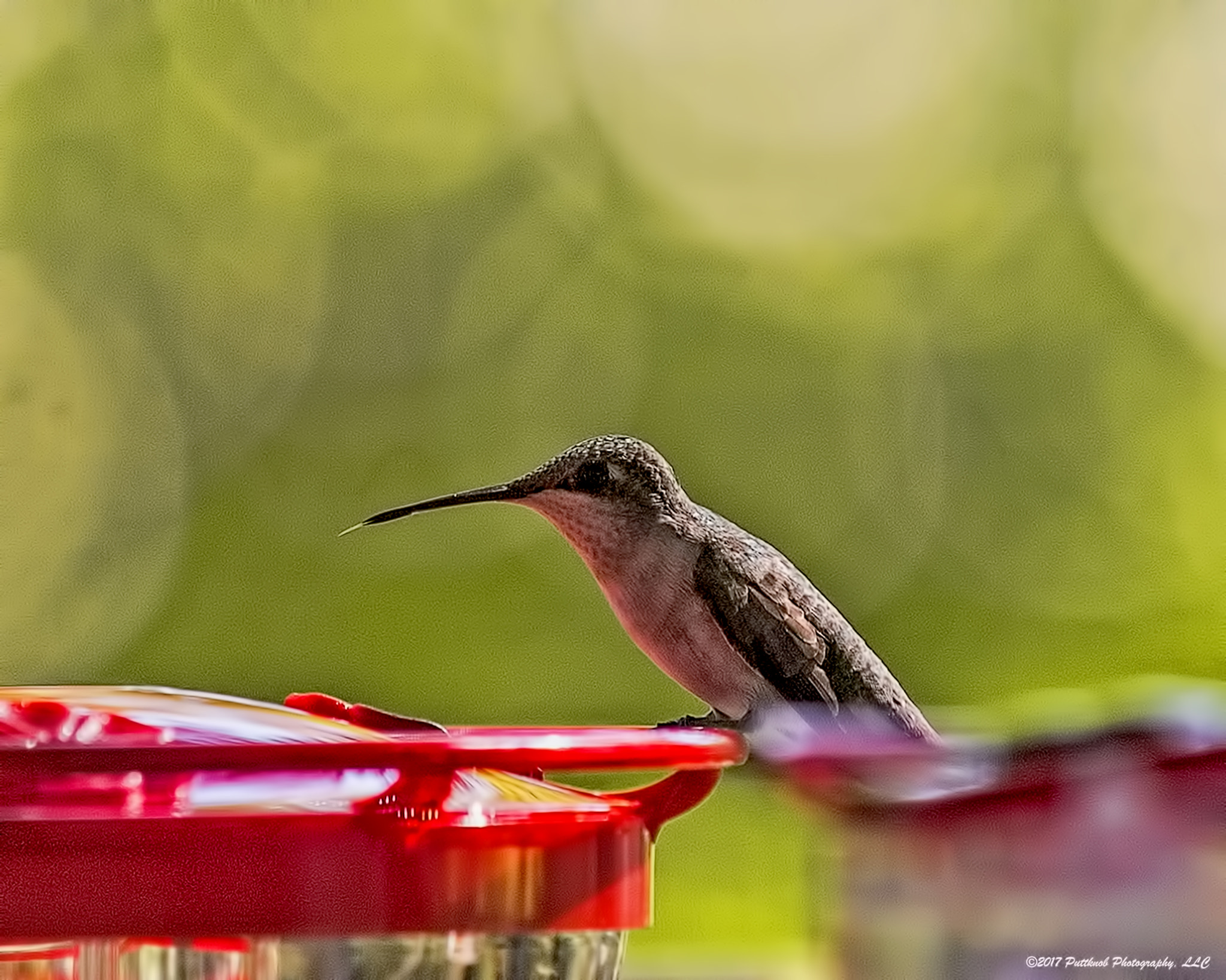 Canon EOS 1100D (EOS Rebel T3 / EOS Kiss X50) sample photo. Hummingbirds return 3 photography