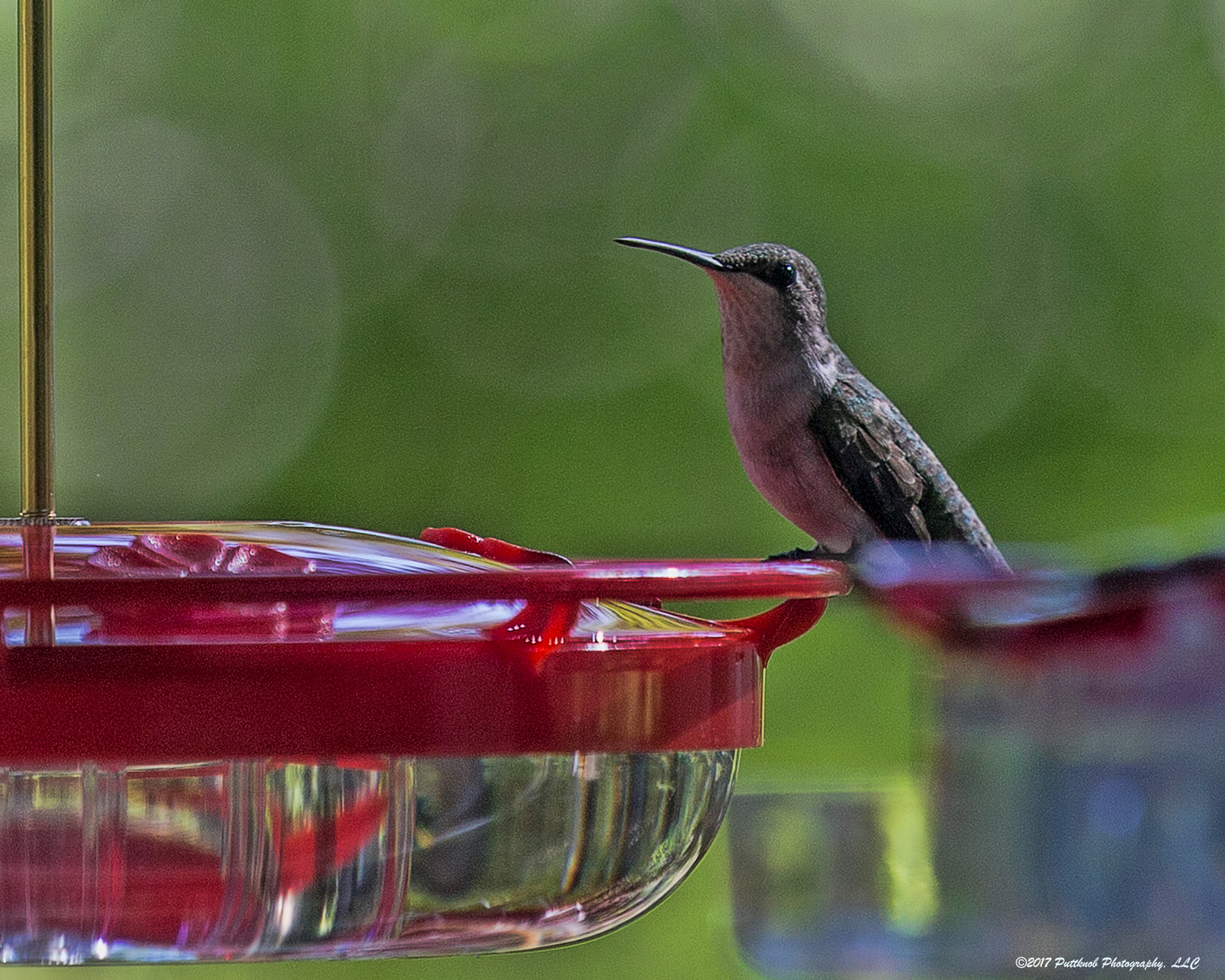 Canon EOS 1100D (EOS Rebel T3 / EOS Kiss X50) sample photo. Hummingbirds return 4 photography