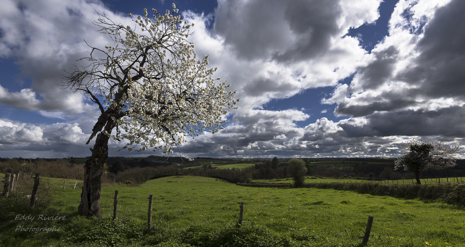 Nikon D810 sample photo. Dead tree ? photography