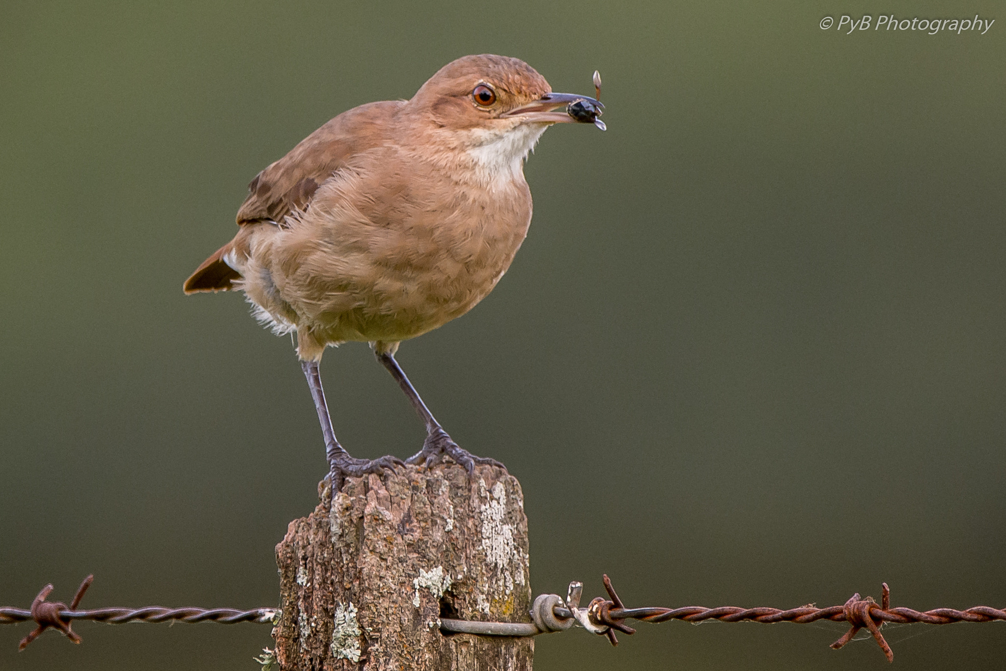 Nikon D7100 + Sigma 150-600mm F5-6.3 DG OS HSM | C sample photo. Hornero photography