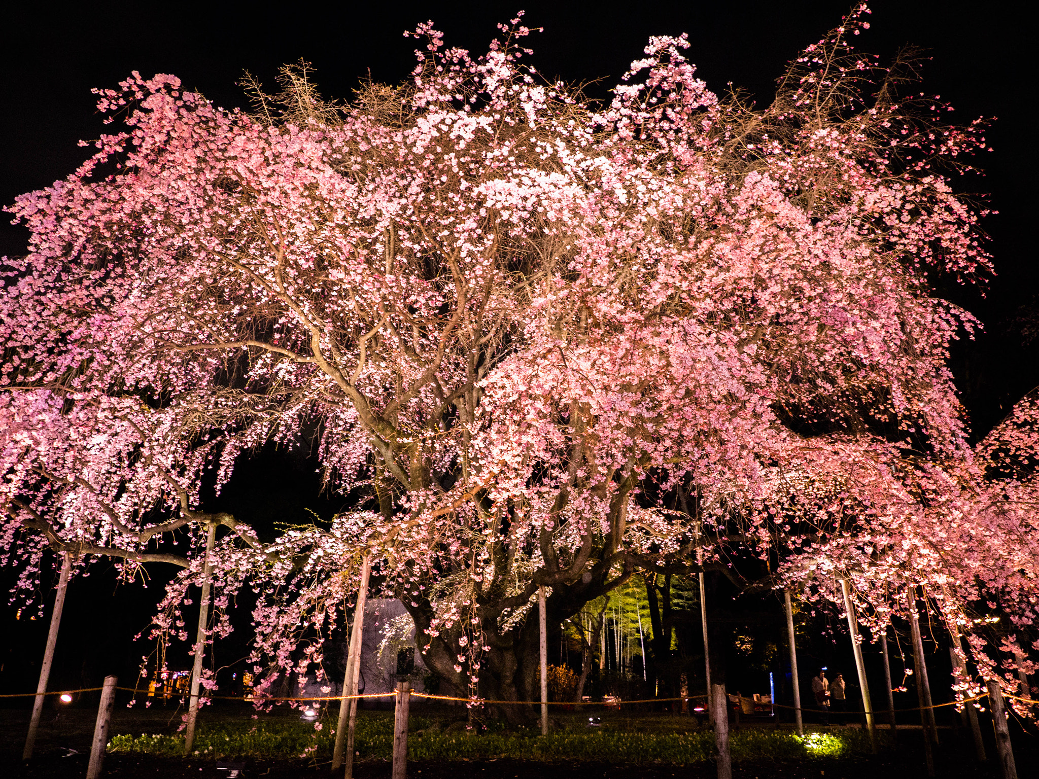 Olympus OM-D E-M10 sample photo. Blossams dropping in the night photography
