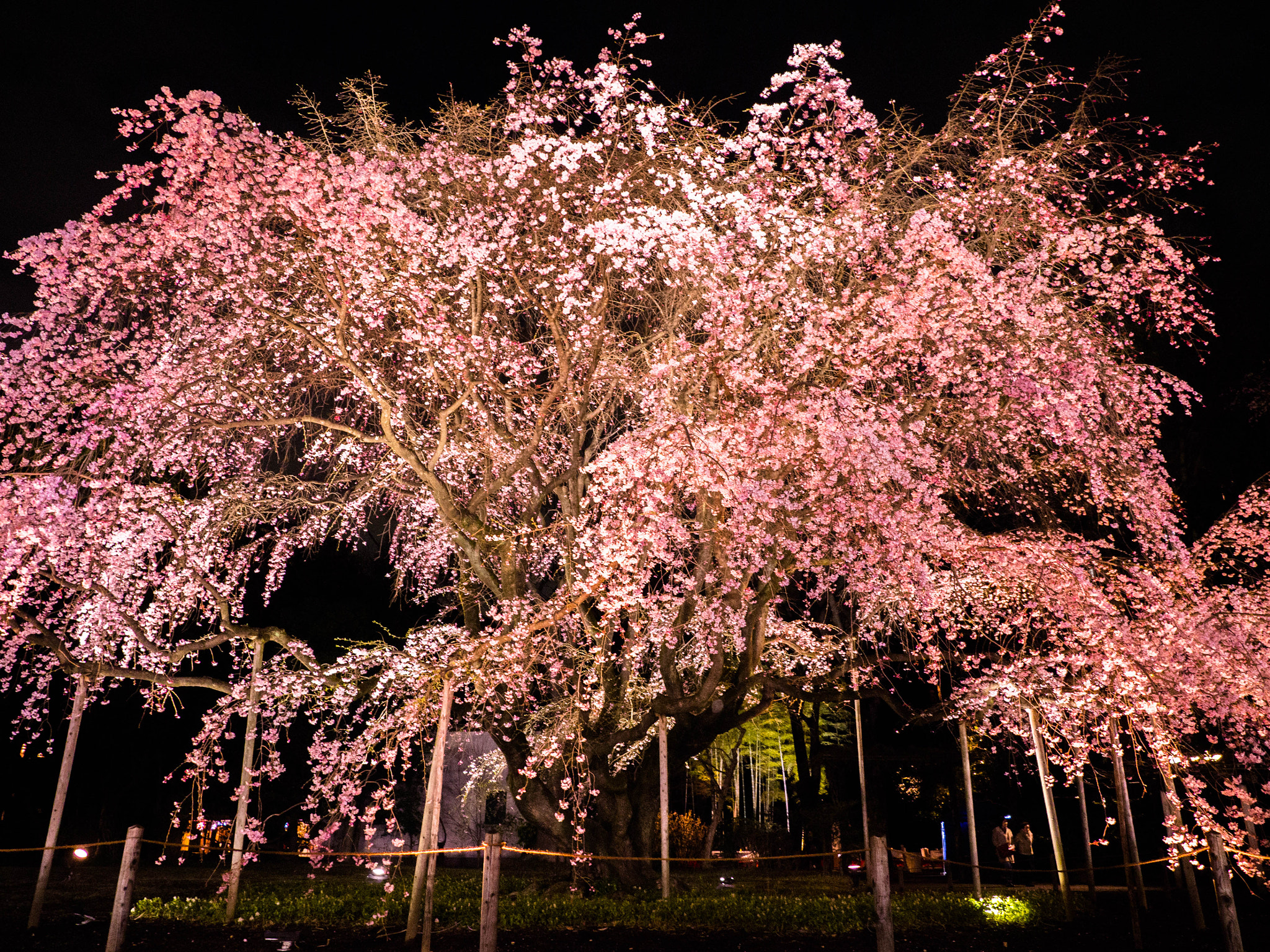 Olympus OM-D E-M10 + Olympus M.Zuiko Digital ED 12-100mm F4.0 IS Pro sample photo. Blossams dropping in the night photography