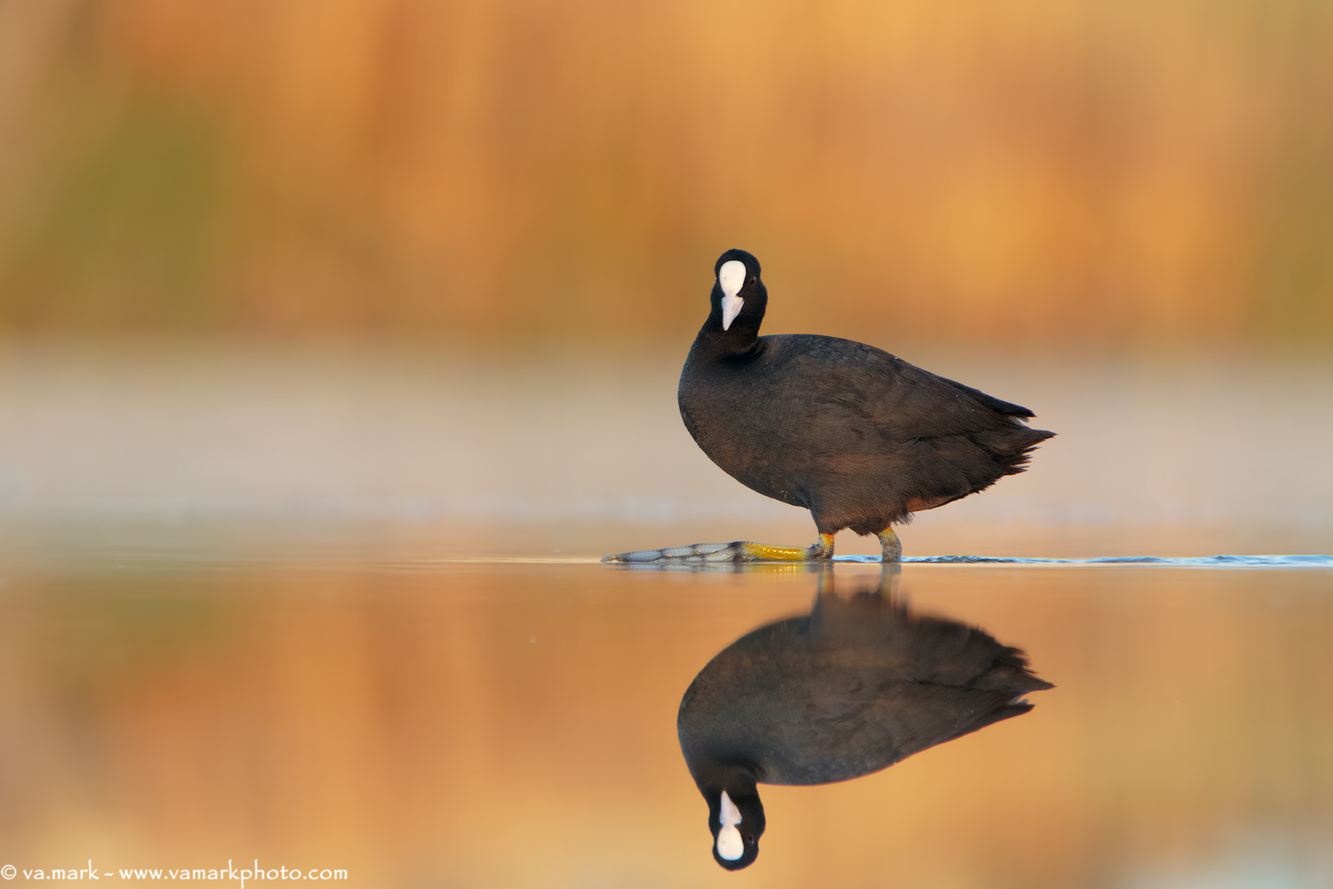 Tamron SP 150-600mm F5-6.3 Di VC USD sample photo. Folaga photography