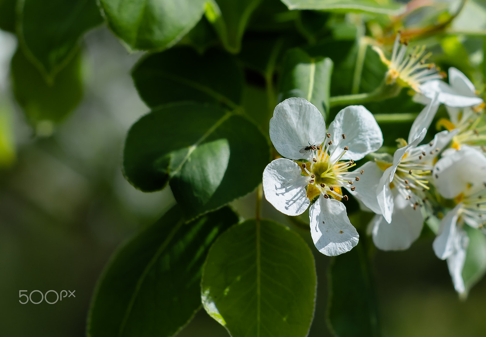 Nikon D5100 + Nikon AF Nikkor 50mm F1.8D sample photo. Flowe pear photography