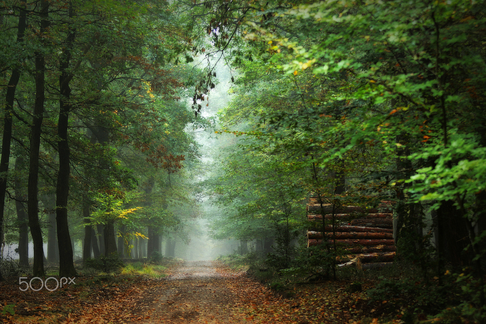 Canon EF 70-200mm F2.8L USM sample photo. Walking in a beautiful foggy forest photography