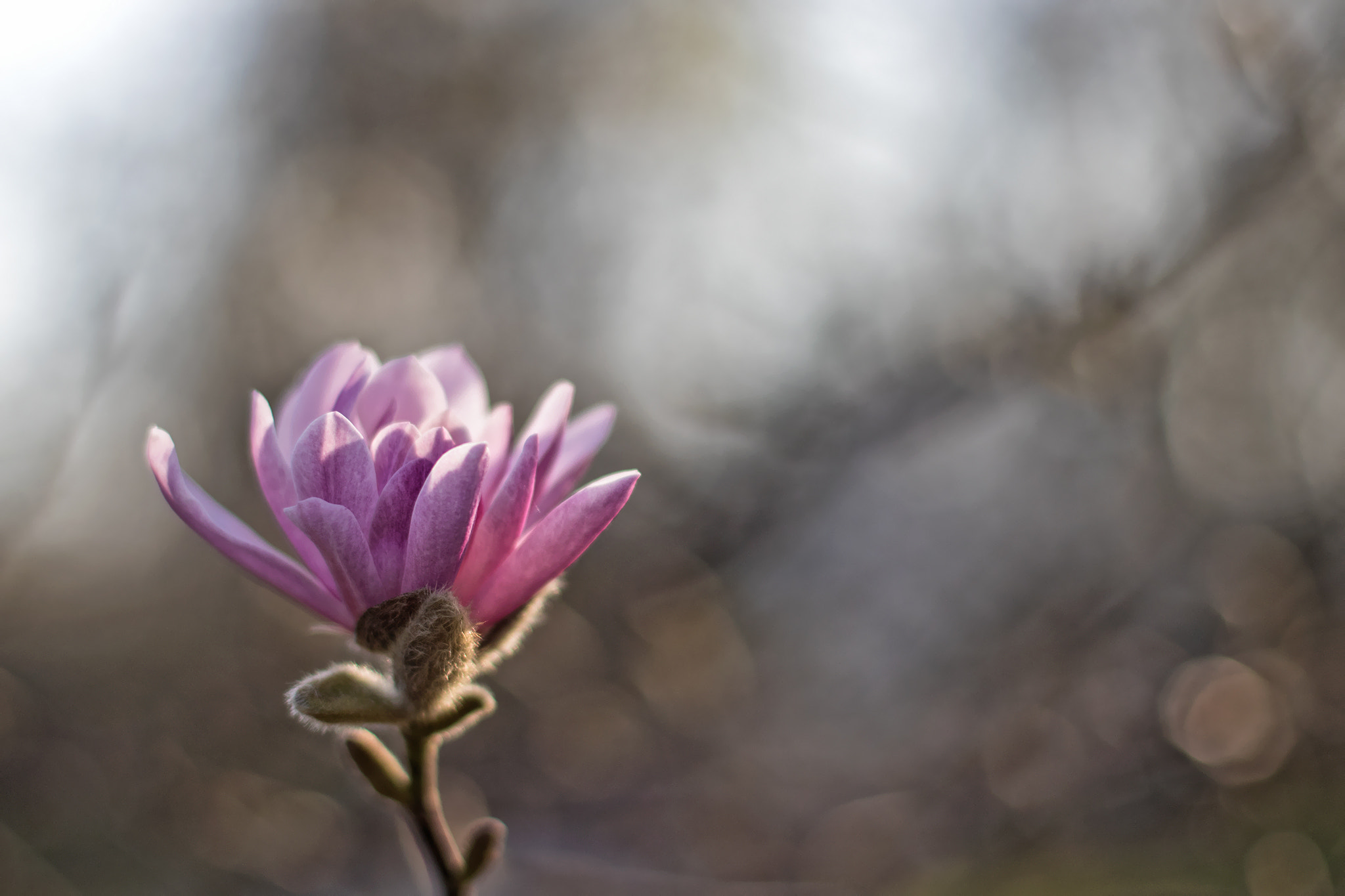Canon EOS 80D + Canon EF 50mm F1.4 USM sample photo. Spring awakening photography