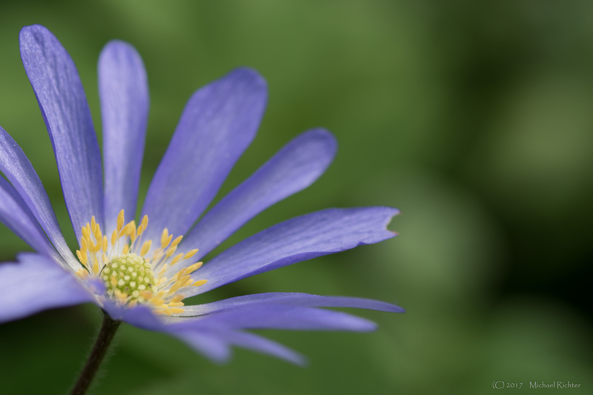 Sony ILCA-77M2 + 105mm F2.8 sample photo. Anemone blanda photography