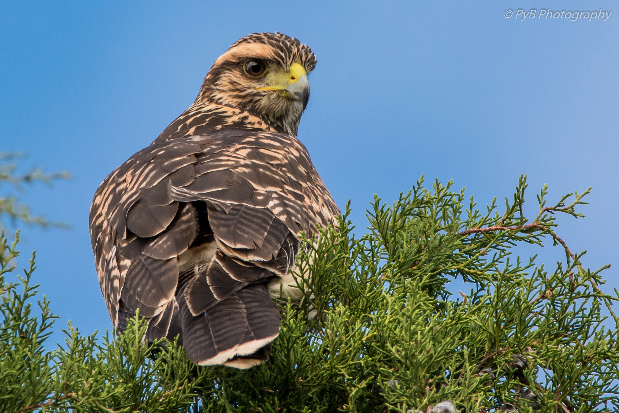 Nikon D7100 + Sigma 150-600mm F5-6.3 DG OS HSM | C sample photo. Chimango challenging photography