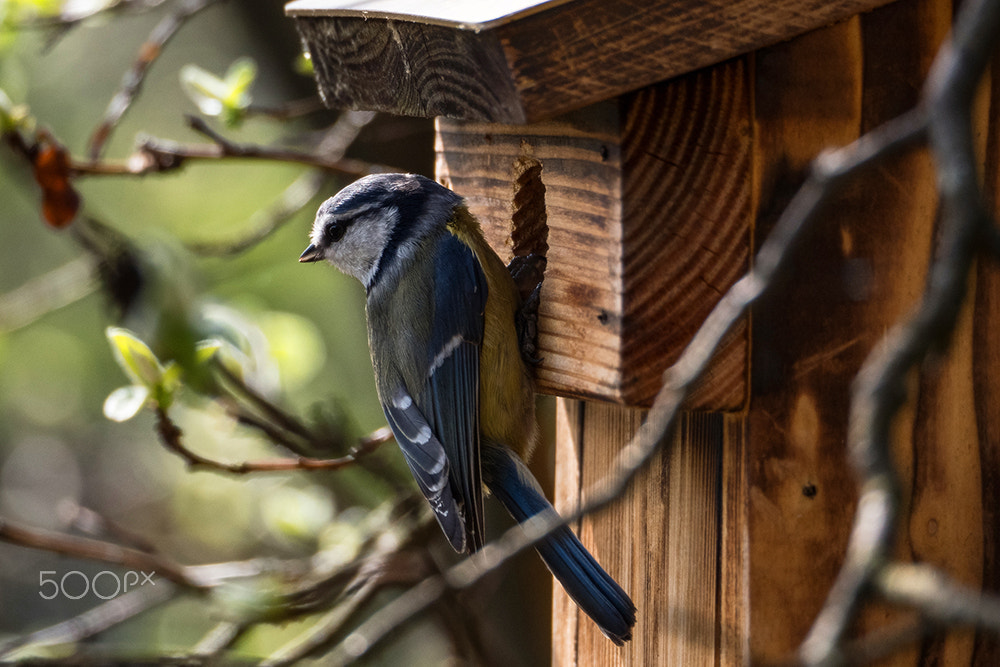 Olympus OM-D E-M5 II sample photo. Nesting photography