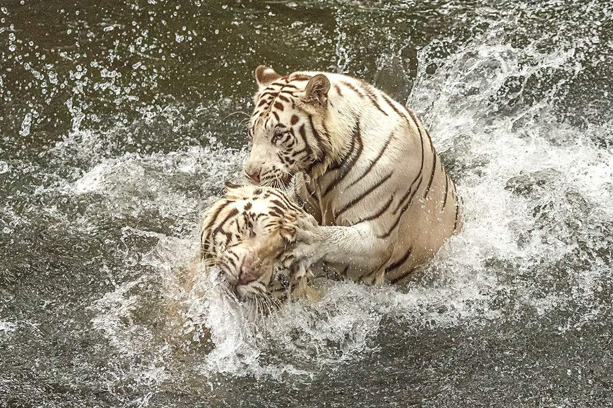 Canon EOS 60D sample photo. White tigers fighting photography