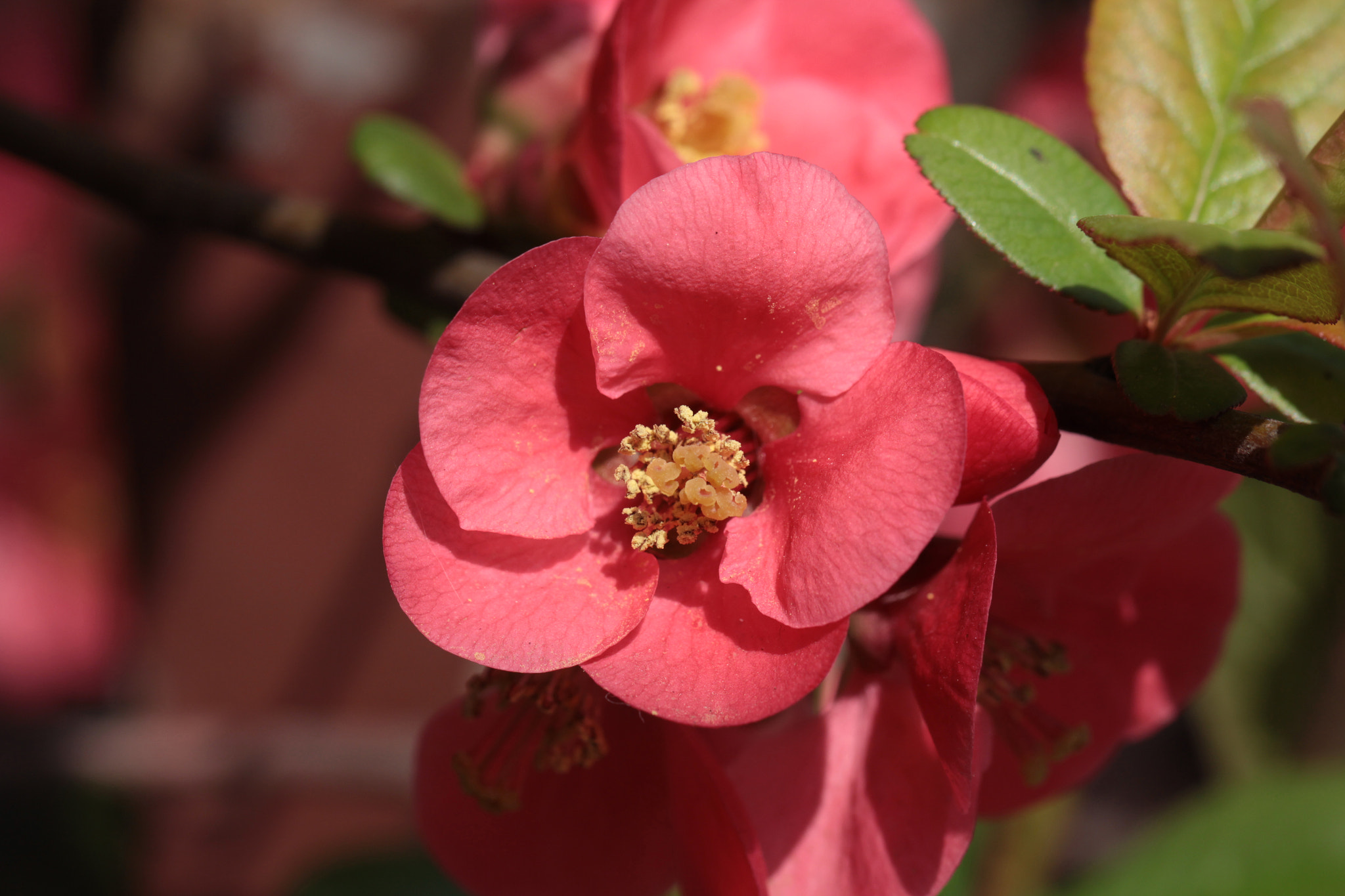 Canon EF 100mm F2.8L Macro IS USM sample photo. Springtime photography