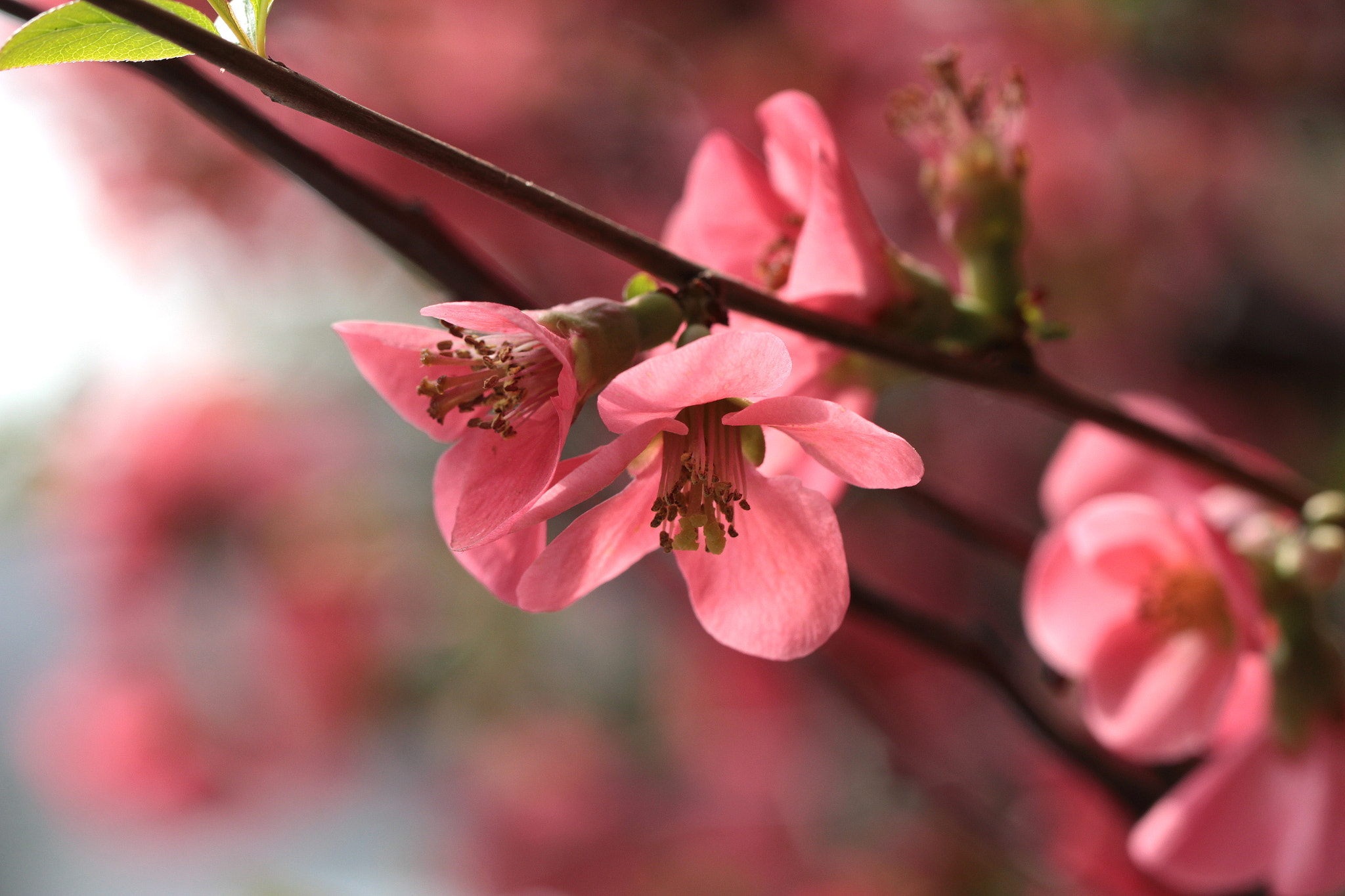 Canon EF 100mm F2.8L Macro IS USM sample photo. Springtime photography