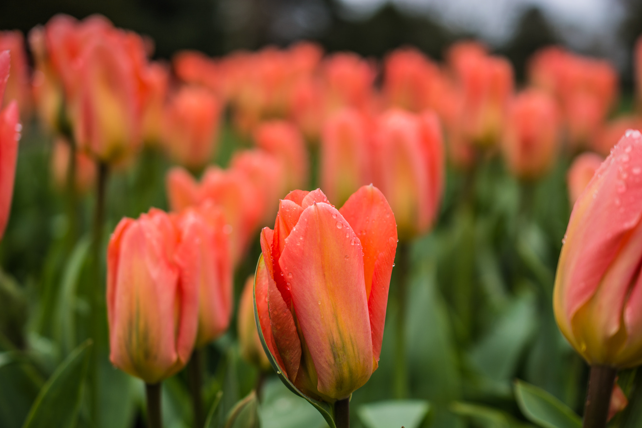 Nikon AF-S DX Micro Nikkor 40mm F2.8 sample photo. Dunham masey adventures photography
