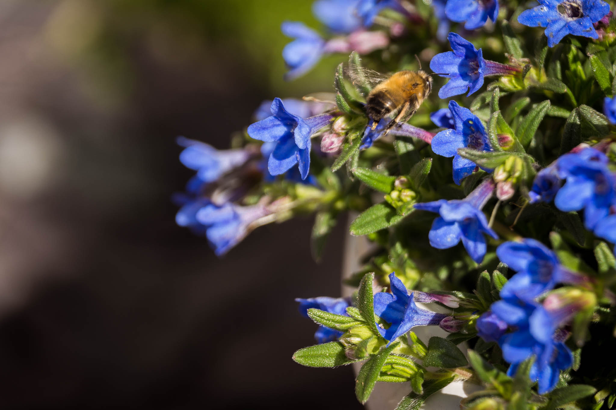 Nikon D7200 sample photo. Blue bee photography