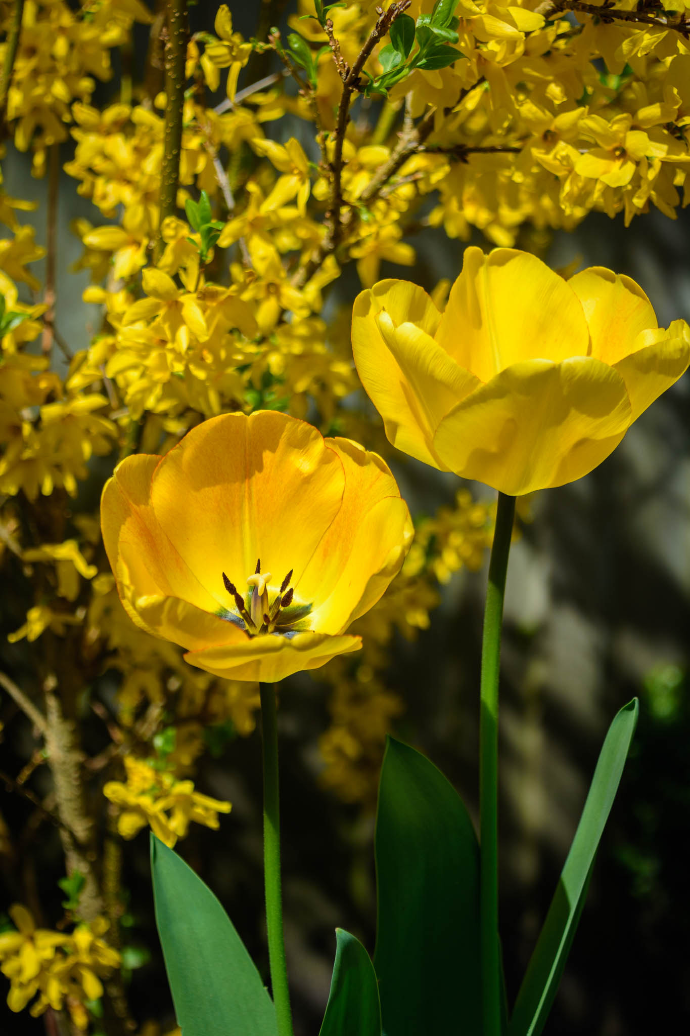 Nikon D7200 sample photo. Yellow days photography