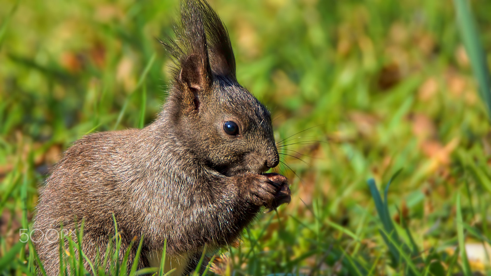 Tamron SP 150-600mm F5-6.3 Di VC USD sample photo. Eichhörnchen photography