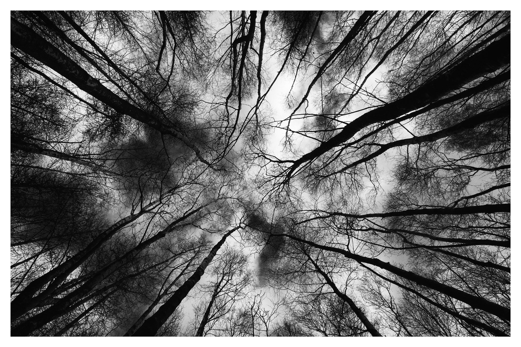 Nikon D7200 sample photo. Silver birch trees photography