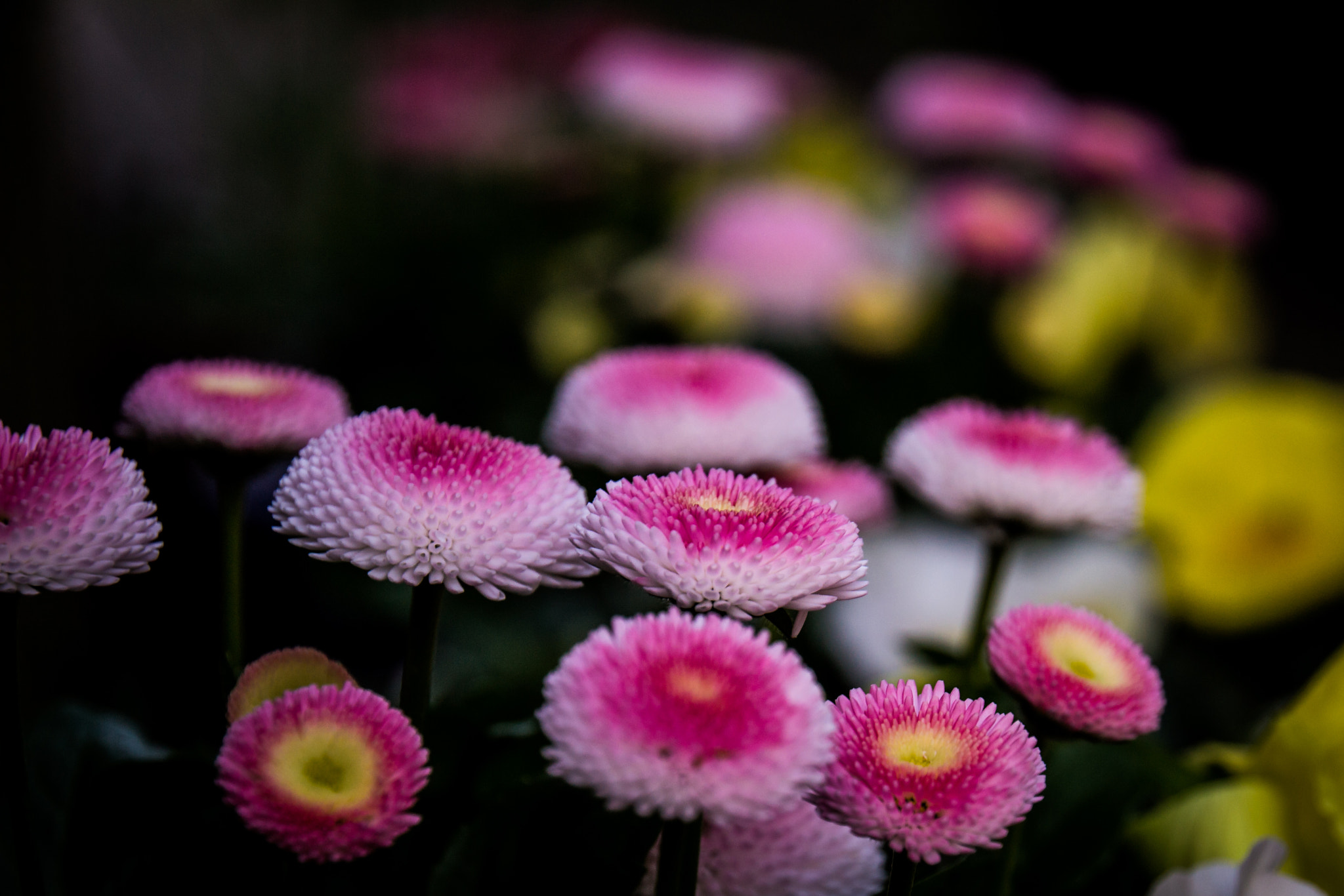 Nikon D3100 sample photo. Pink daisy photography