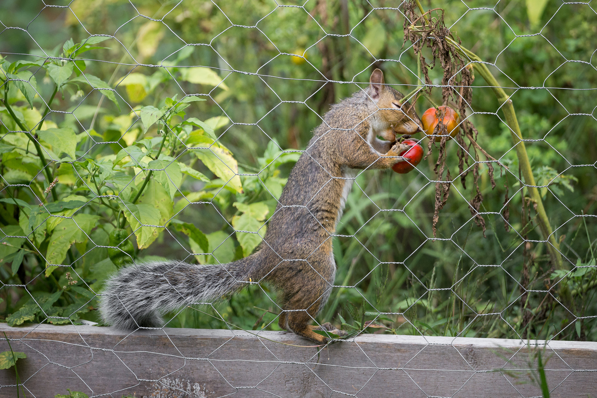 Nikon D600 + Nikon AF-S Nikkor 600mm F4G ED VR sample photo. Squirrel eating from garden photography