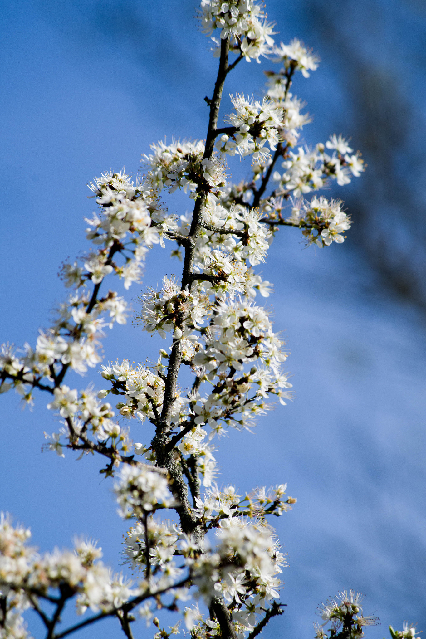 smc Pentax-DA L 50-200mm F4-5.6 ED WR sample photo. Fleur de printemps photography