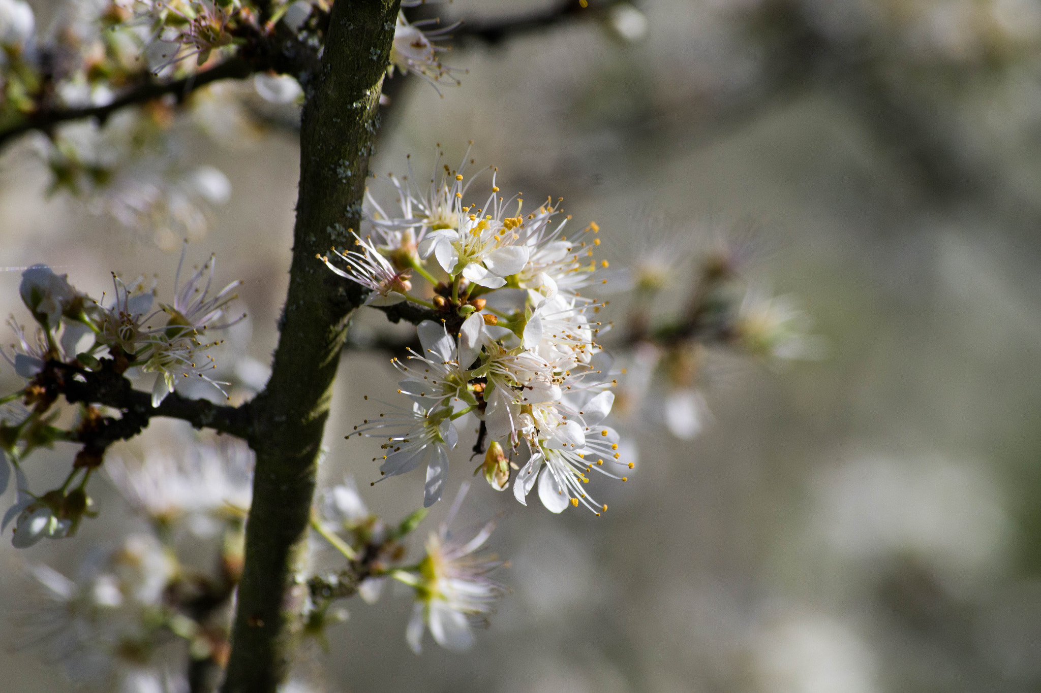 Pentax K-S2 + smc Pentax-DA L 50-200mm F4-5.6 ED WR sample photo. Spring flower photography