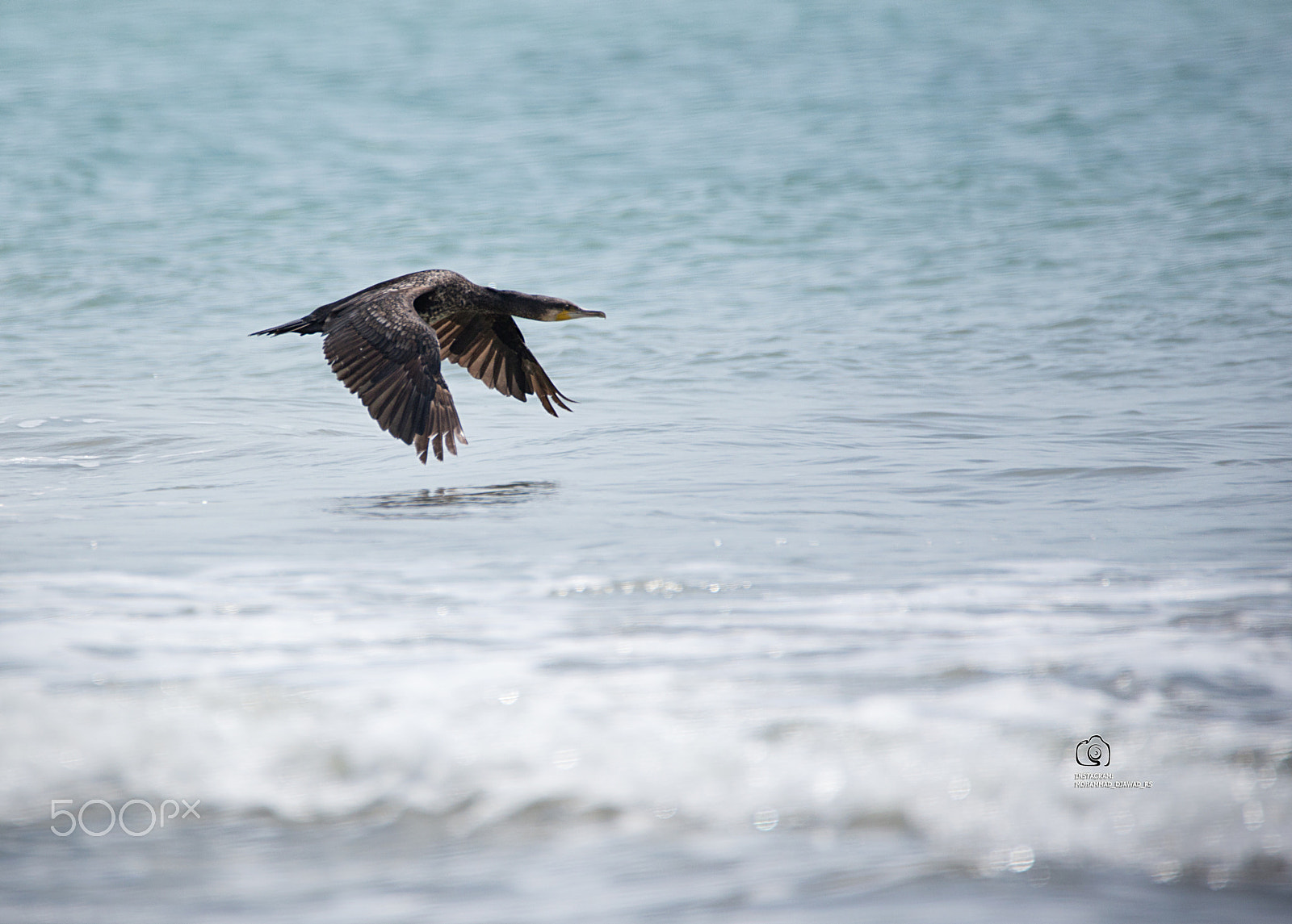 Tamron SP 150-600mm F5-6.3 Di VC USD sample photo. Img photography