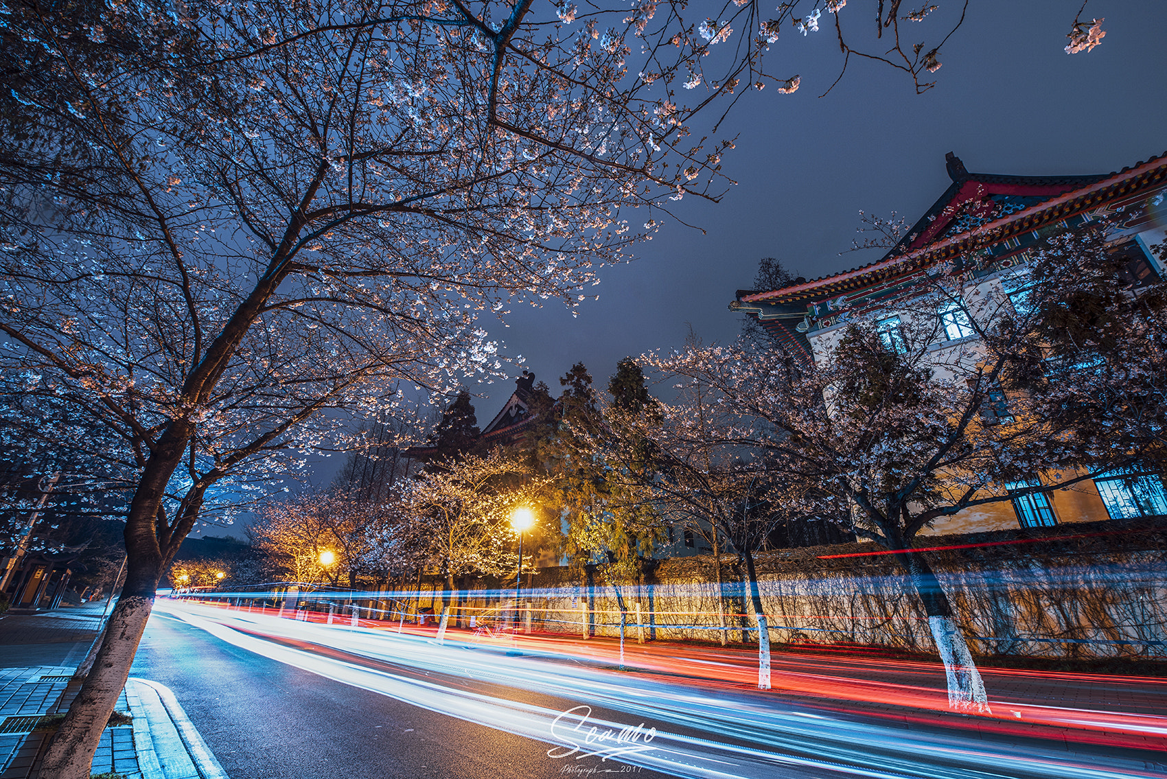 Nikon AF-S Nikkor 14-24mm F2.8G ED sample photo. Sakura photography