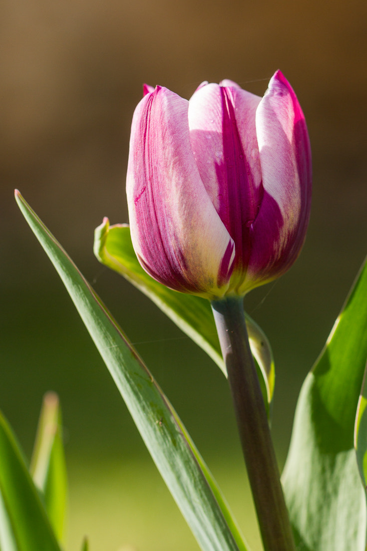 Canon EF 100mm F2.8L Macro IS USM sample photo. Tulip photography