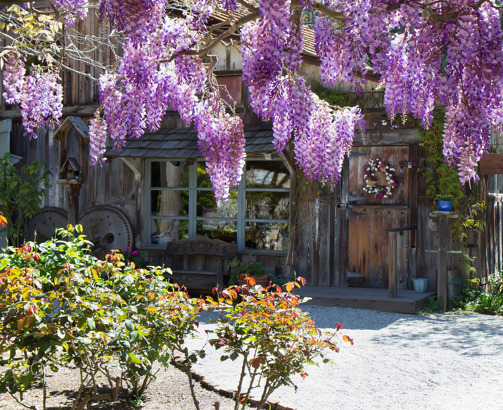 Canon EOS 60D sample photo. Spring. purple wisteria blooming. photography