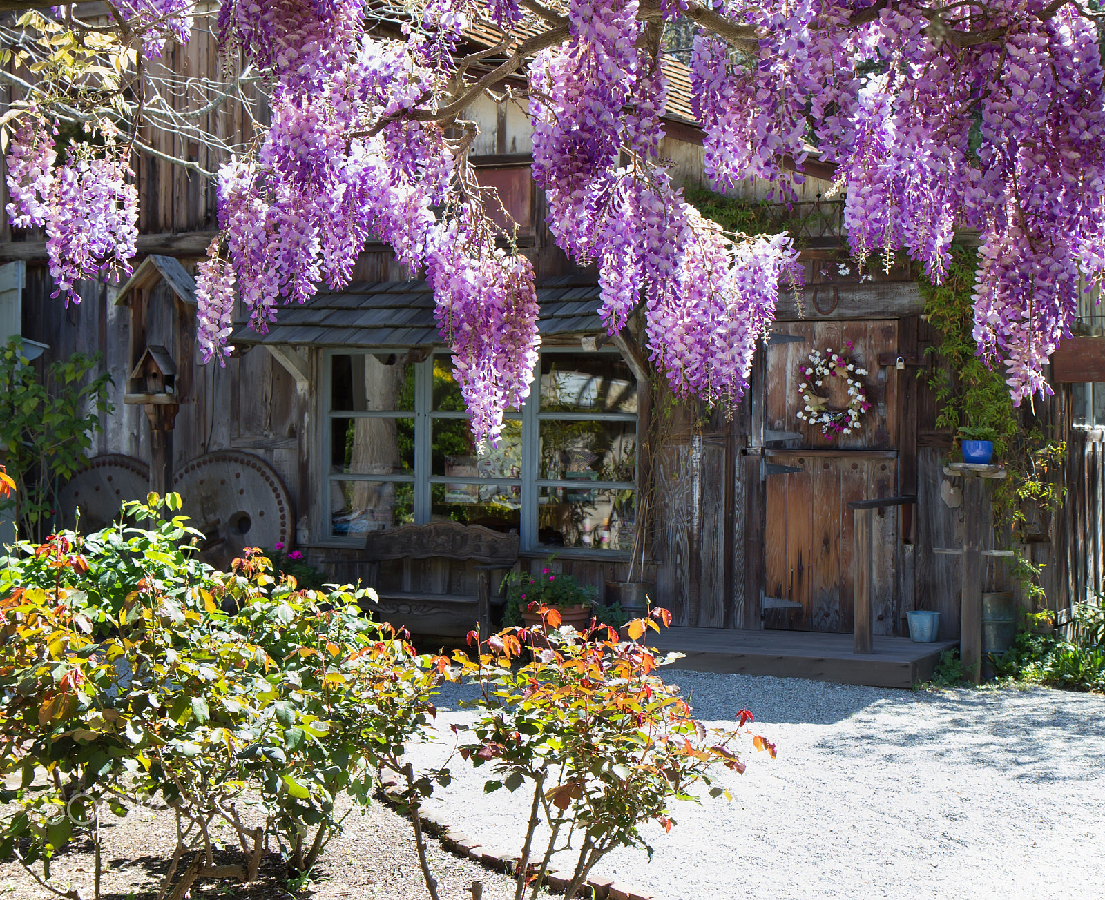 Canon EF-S 17-55mm F2.8 IS USM sample photo. Spring. purple wisteria blooming. photography