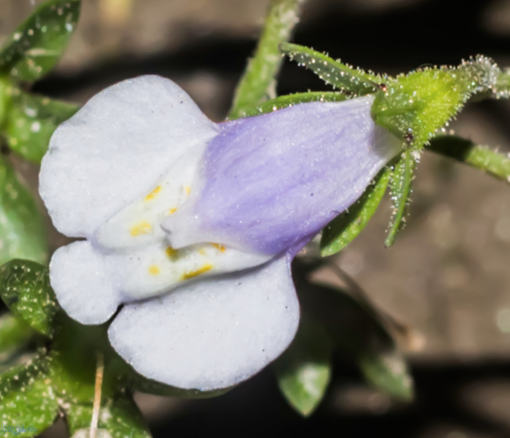 Canon EOS 700D (EOS Rebel T5i / EOS Kiss X7i) sample photo. Flower-05 photography