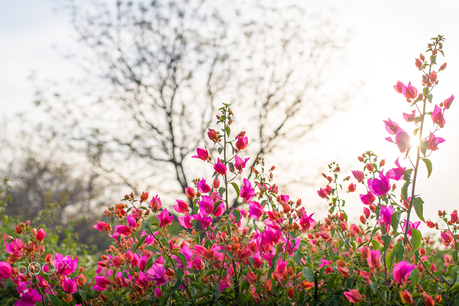 Nikon D610 + Nikon AF-S Nikkor 50mm F1.8G sample photo. Backlight flower - afternoon slanted light photography