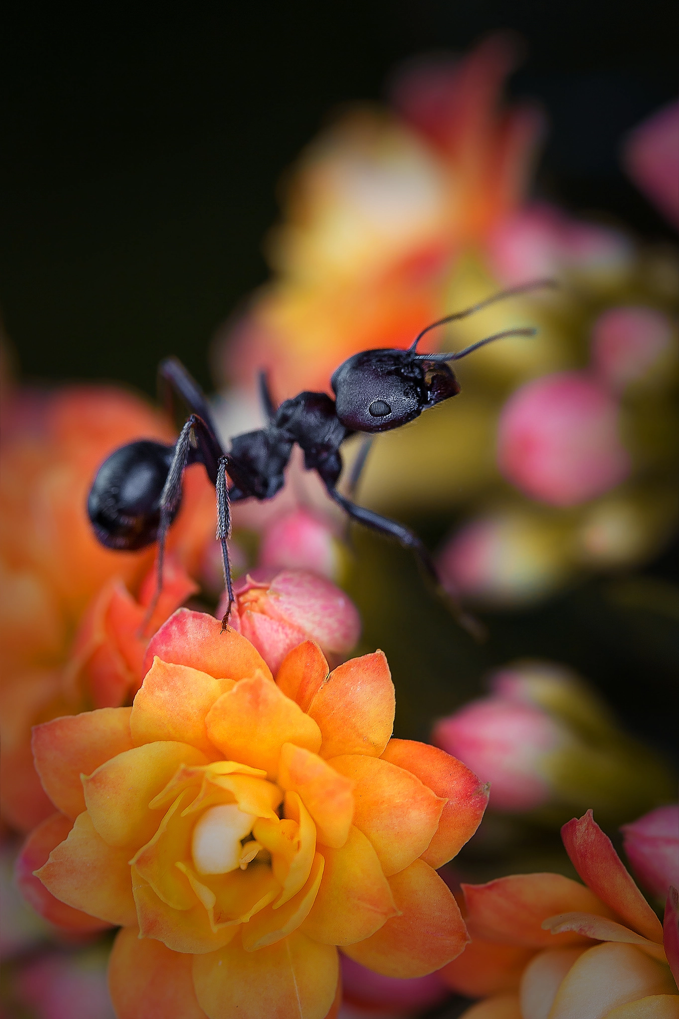 Canon EF-S 60mm F2.8 Macro USM sample photo. Messor arenarius photography