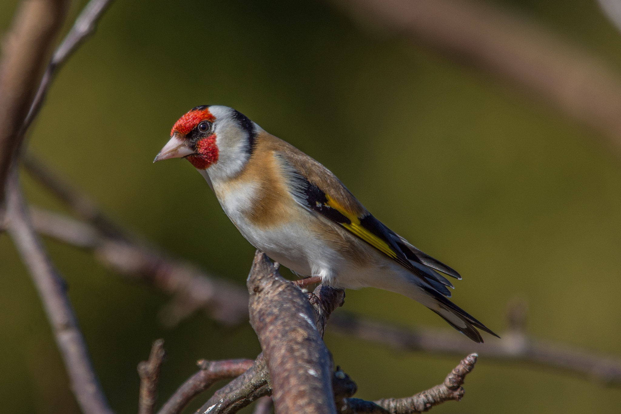 Nikon D7200 + Sigma 150-500mm F5-6.3 DG OS HSM sample photo. European goldfinch on a visit to my garden today. photography