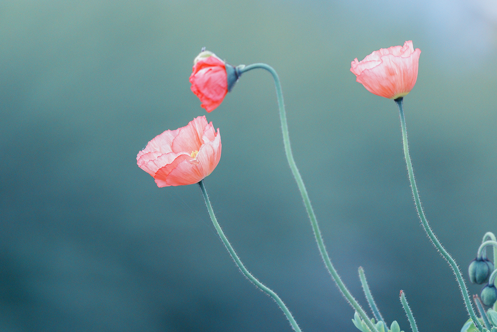Canon EF 400mm F5.6L USM sample photo. Fleurs photography