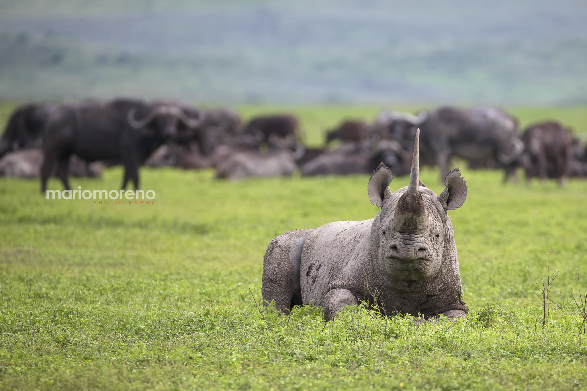 Canon EOS-1D X + Canon EF 200-400mm F4L IS USM Extender 1.4x sample photo. A relaxed rhino photography