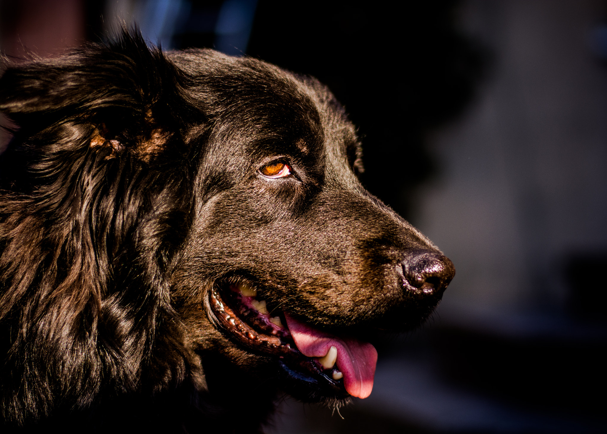 Nikon D7100 + Nikon AF-S Nikkor 50mm F1.8G sample photo. Niedźwiedź ząbkowicki photography
