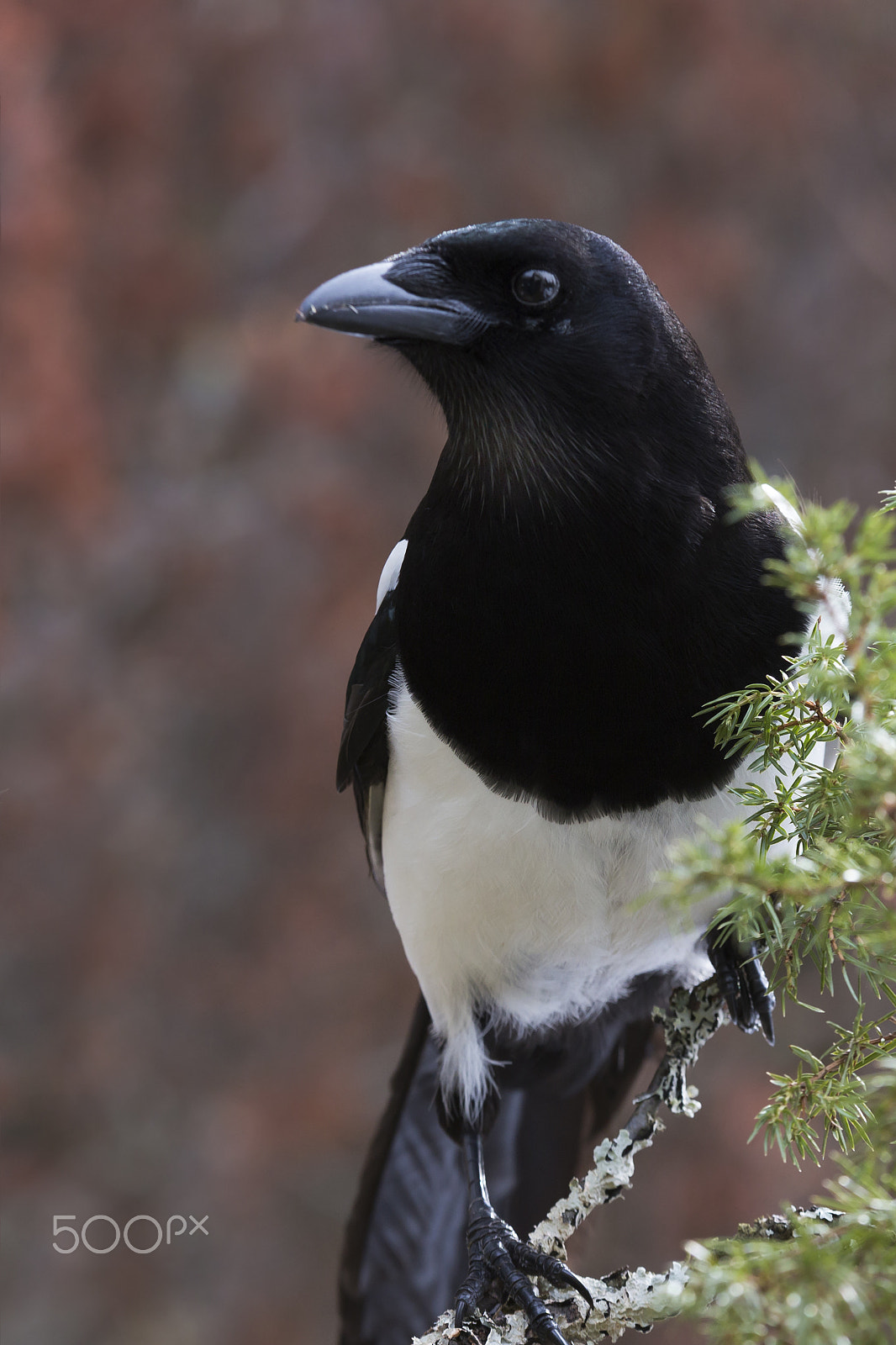 Sigma 70-200mm F2.8 EX DG OS HSM sample photo. Harakka magpie photography