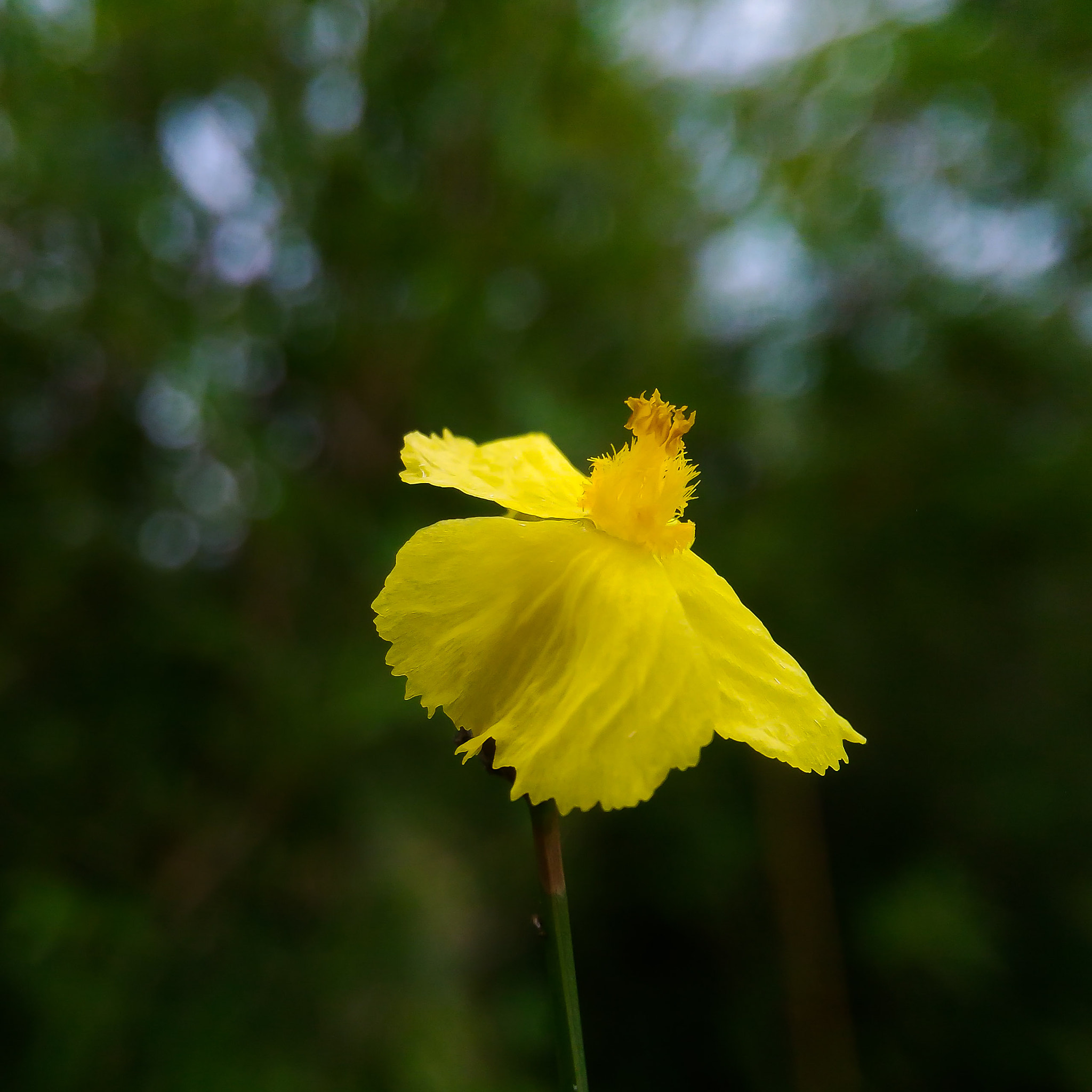 ASUS ZenFone 2 Laser (ZE500KL) sample photo