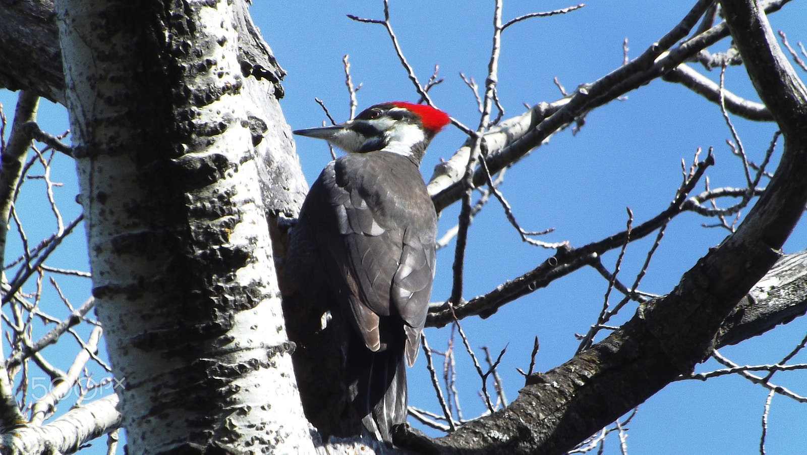 Fujifilm FinePix S4300 sample photo. Pileated woodpecker 2017 photography