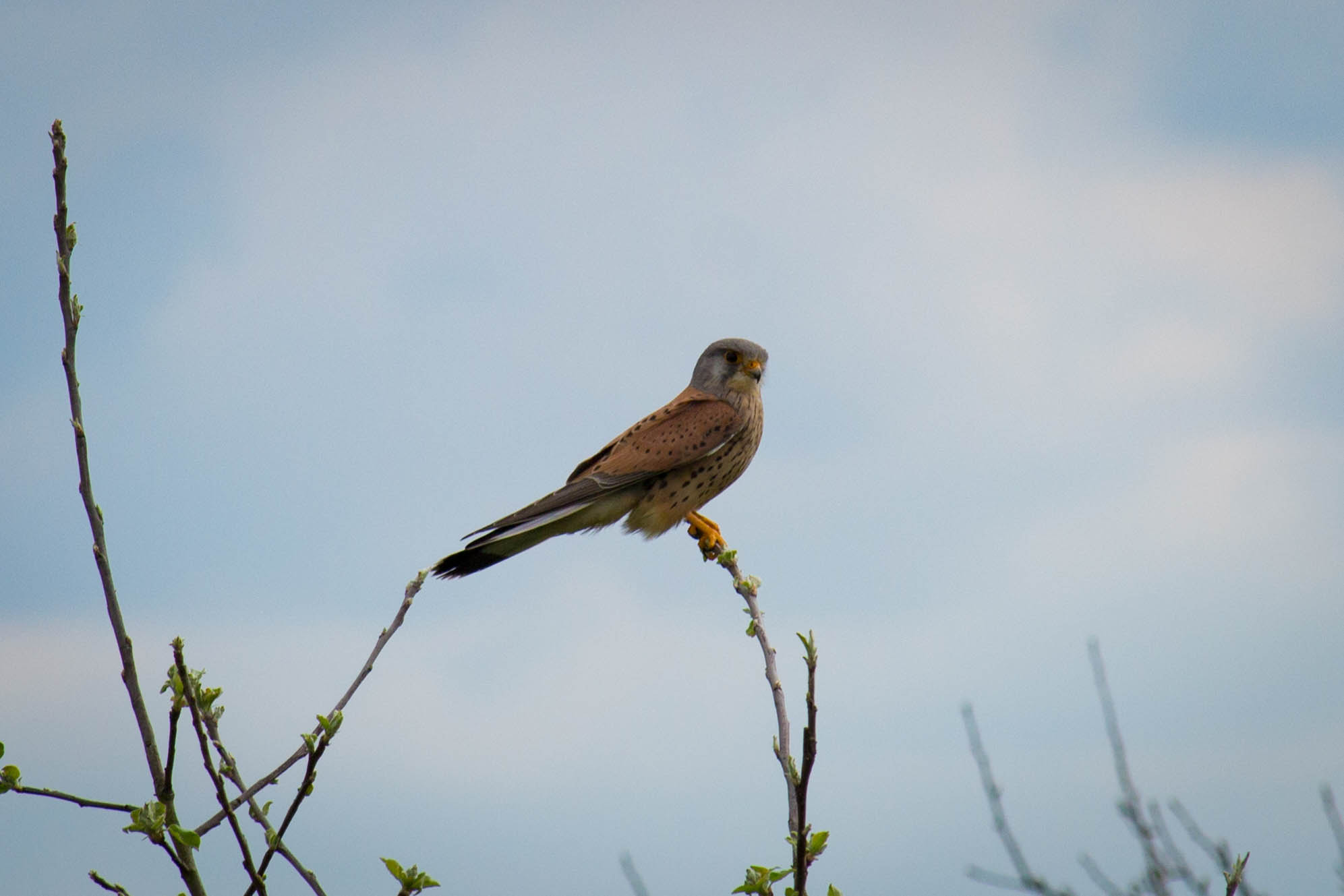 Canon EF-S 55-250mm F4-5.6 IS STM sample photo. Vogel photography