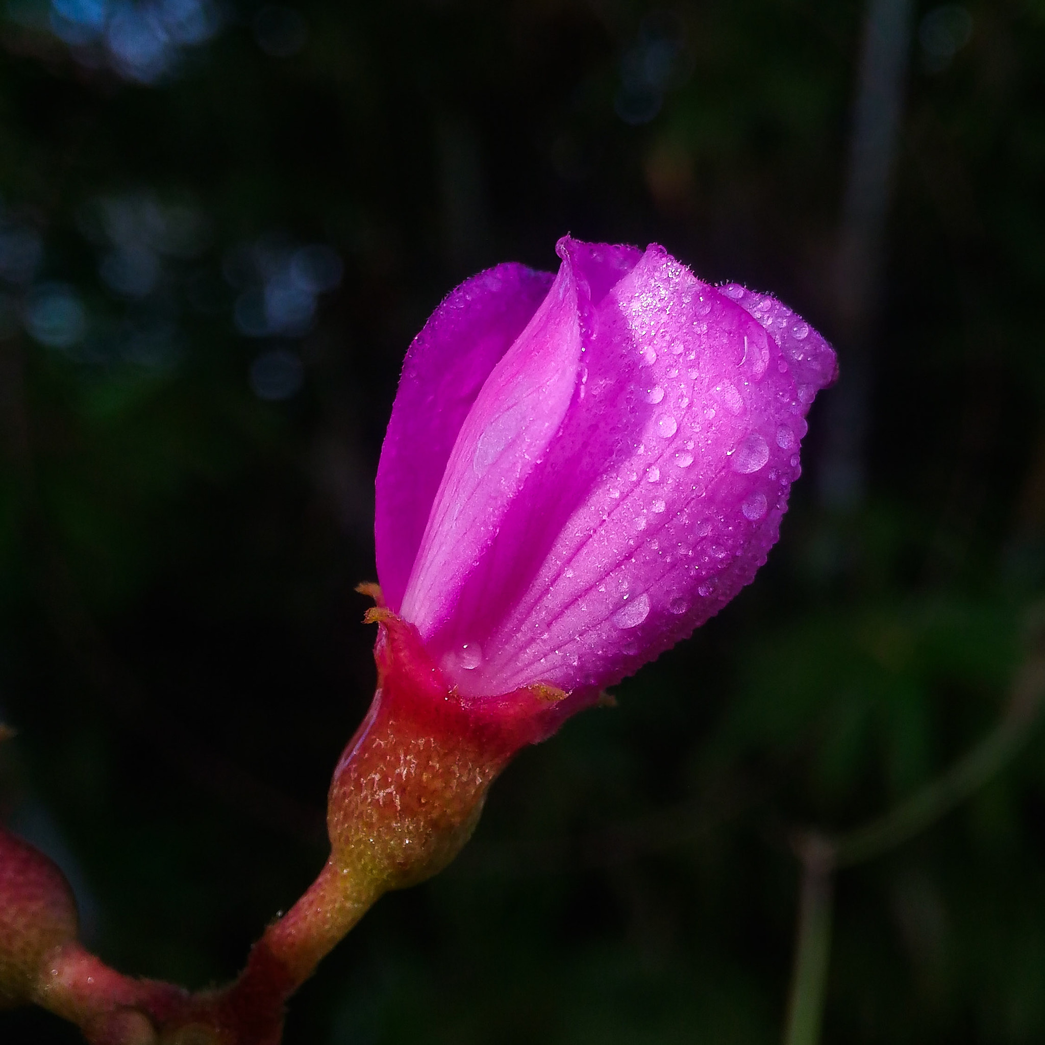 ASUS ZenFone 2 Laser (ZE500KL) sample photo