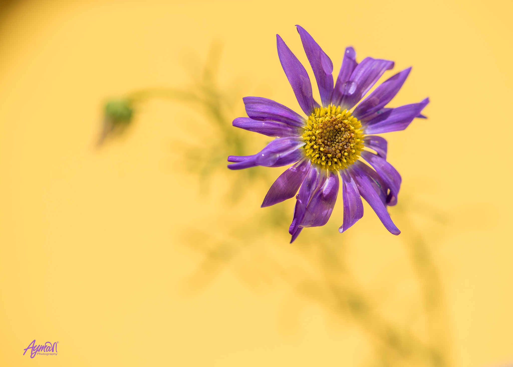 Nikon AF-S Micro-Nikkor 105mm F2.8G IF-ED VR sample photo. Fly violet photography