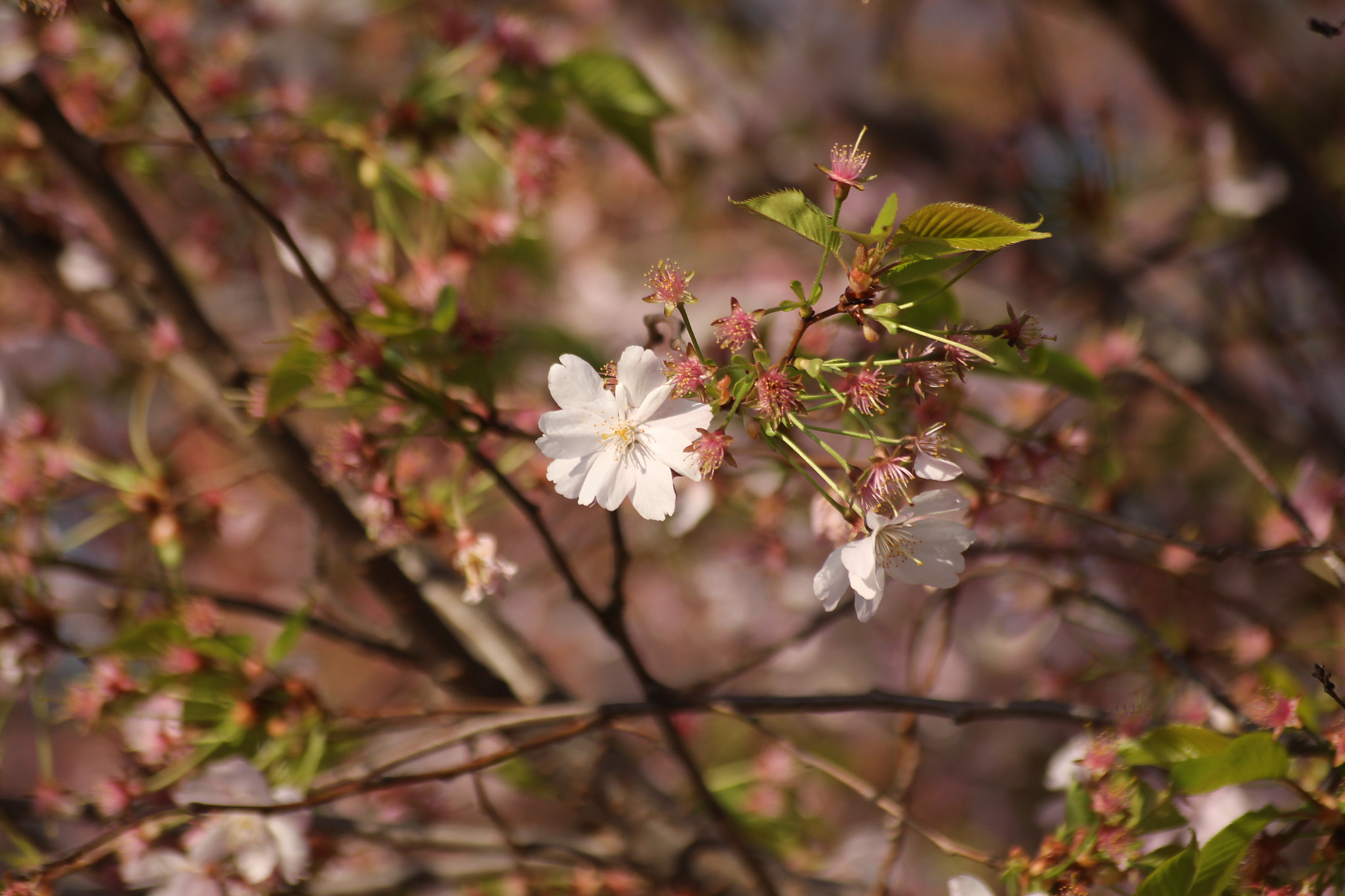 Sigma 55-200mm f/4-5.6 DC sample photo. Cherry blossoms photography