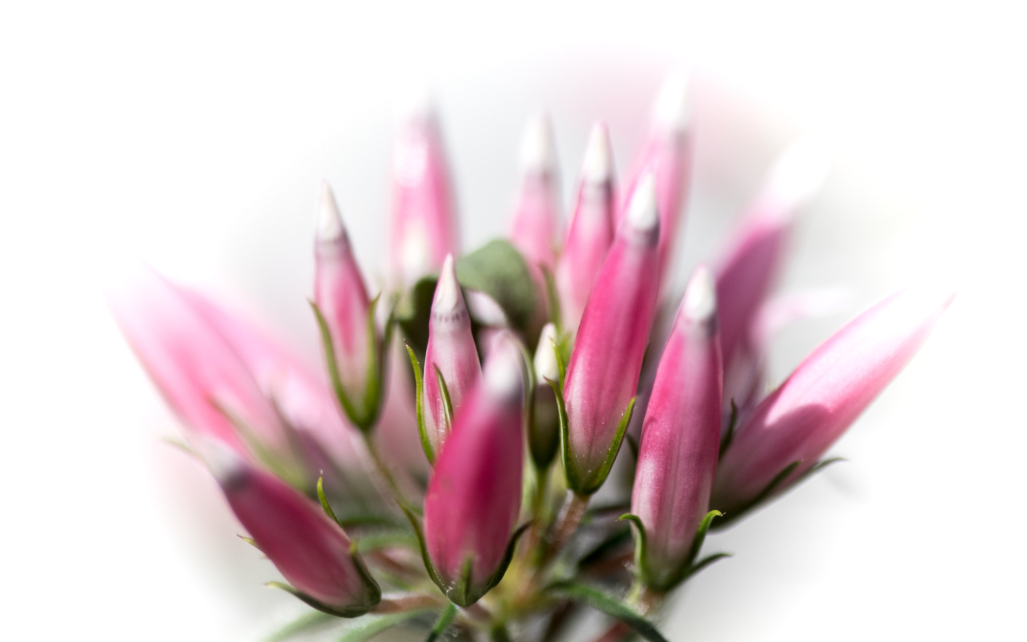 Canon EF 100mm F2.8 Macro USM sample photo. Pink photography