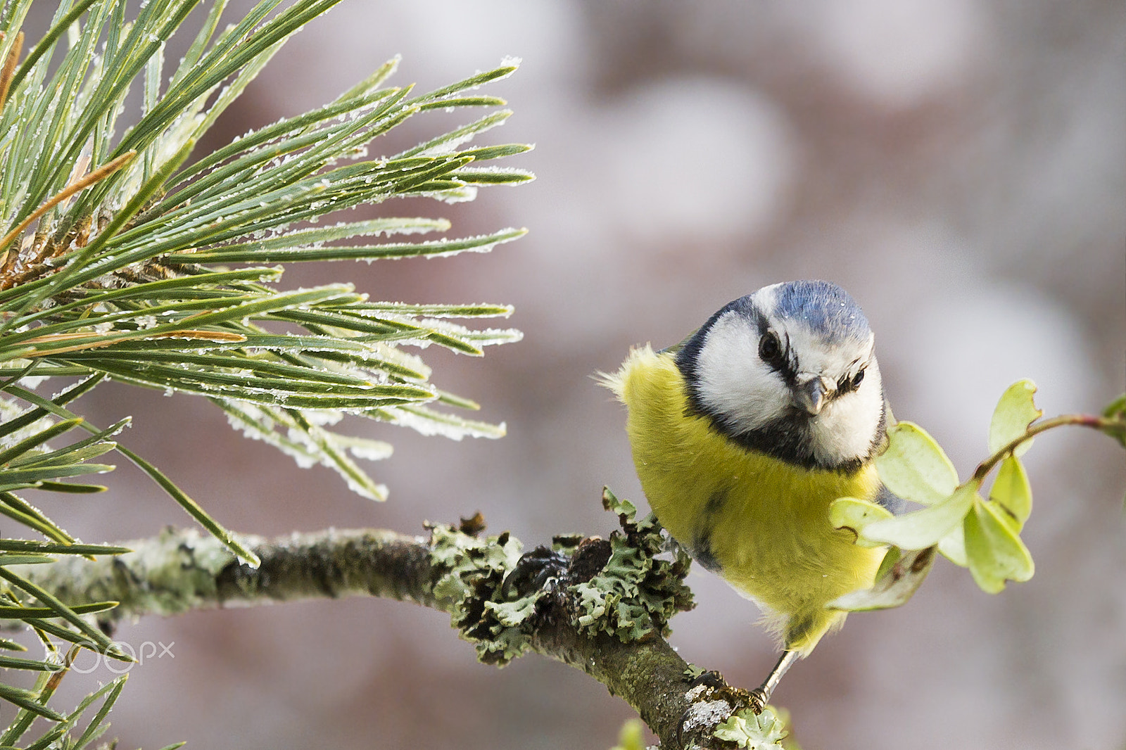 Sigma 70-200mm F2.8 EX DG OS HSM sample photo. Sinitiainen blue tit photography