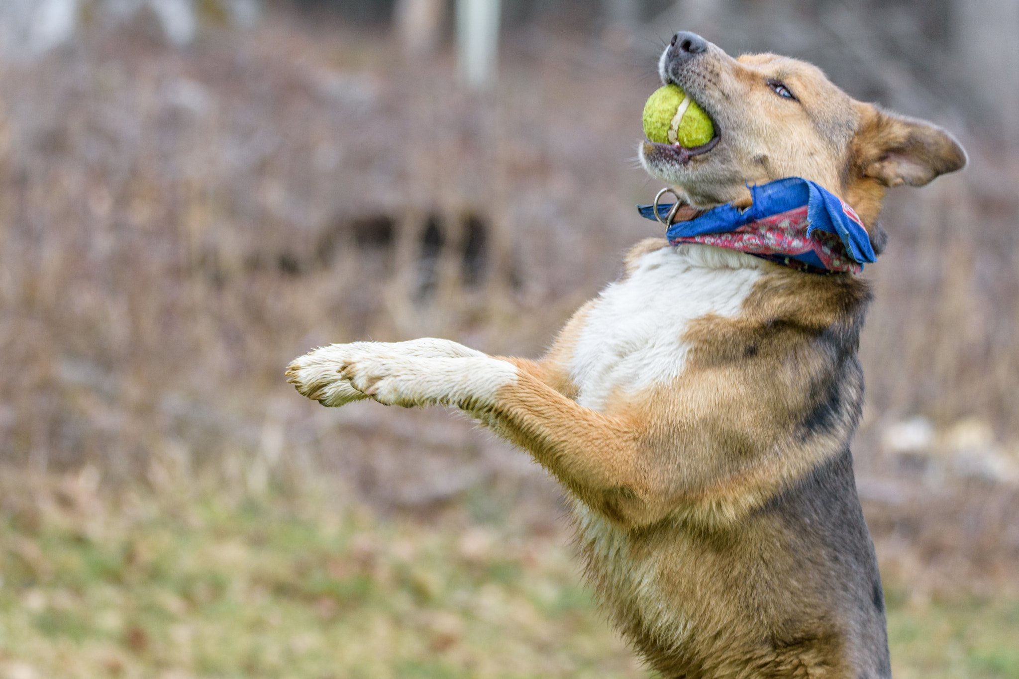 Nikon D7200 + Sigma 150-600mm F5-6.3 DG OS HSM | C sample photo. Dog catches a ball photography